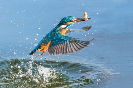 Những hình ảnh đẹp mê hồn của loài chim bói cá khi săn mồi dưới nước